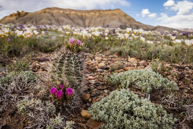 A small cactus with purple flowers rests on a landscape in front of a mesa and a field of white flowers