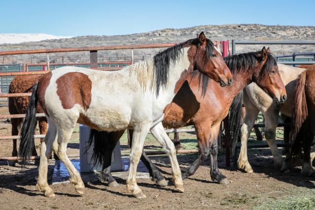 Two wild horses facing the right in the coral in Rock Springs.