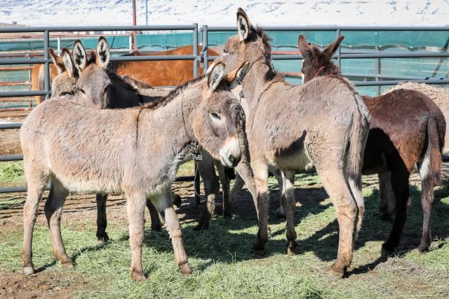 Four burros at the coral in Rock Springs.