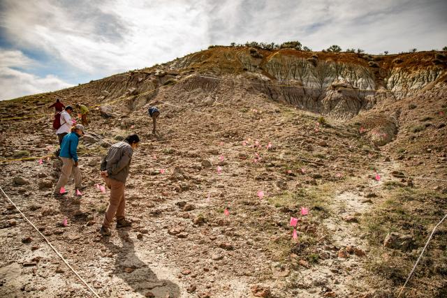 a group of scientists walk through a cordoned area of dirt and plants looking for cactus