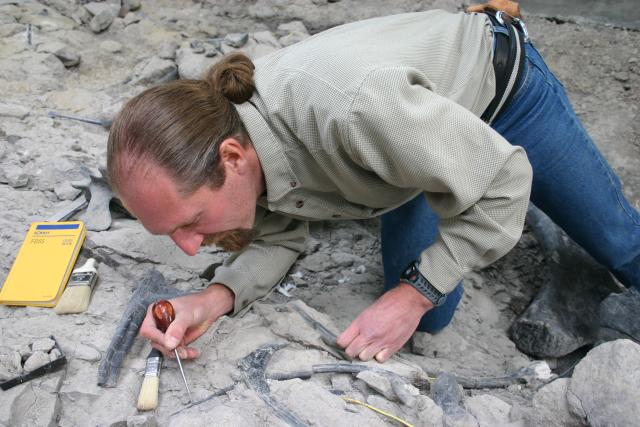 Researcher excavating a fossil from gray rock using a sharp pick