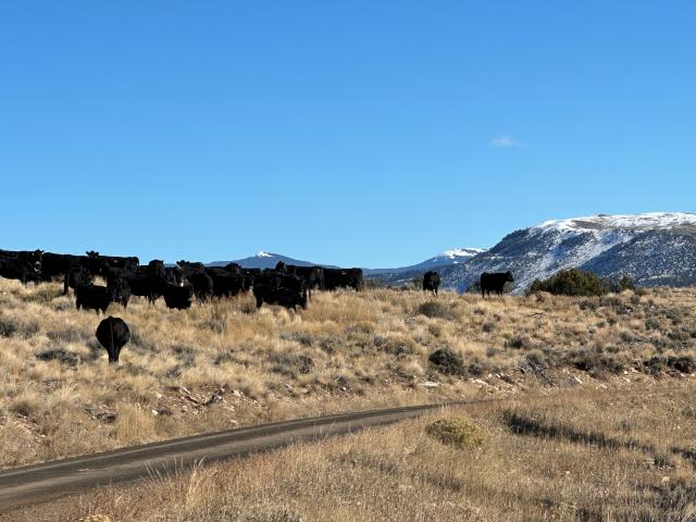 Collared “Reverse JL Bar” cattle are seen turning at a virtual fence boundary during a fall use compliance check. The BLM range management specialist, Kristy Wallner watched cattle test the boundaries and could hear the tone of the collars. (BLM photo by Kristy Wallner, BLM Colorado rangeland management specialist)