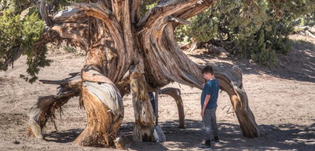 child looking at spider tree in Little Sahara Recreation Area