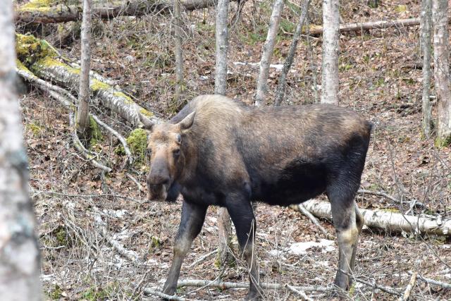 A bull moose in the forest