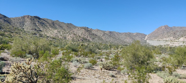 A desert landscape with mountains saguaro cactuses and other vegetation