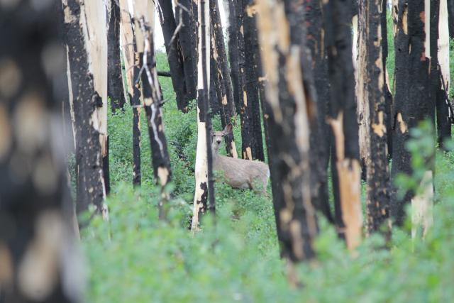 Mule deer peeks around a tree in a previously prescribed burn treated area.
