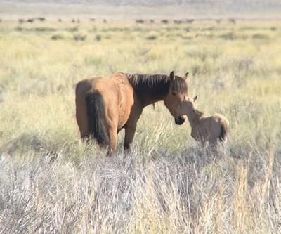 A foal and mare nuzzle in the high desert.