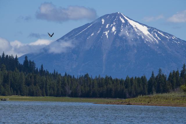 A large snow capped mountain stands in the distance. A line of trees separates the mountain from a lake. An eagle flies towards the mountain.