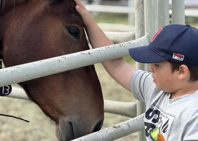a photo of a child in a baseball hat petting a bay horse through a metal fence.