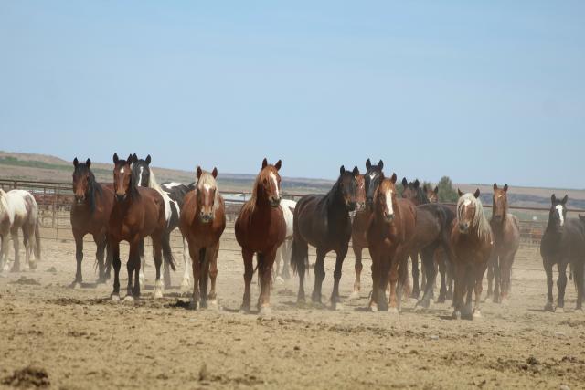 Bruneau Off-Range Wild Horse Corral wild horses