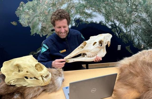 A person holds a moose skull while looking at a computer