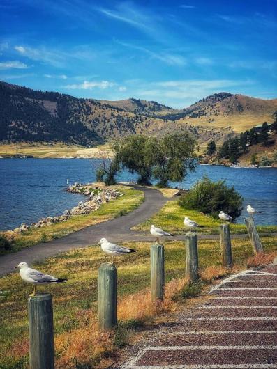 A photo showing an asphalt pathway; the left fork leading to a picnic table under the shade of big trees next to a narrow lake, the right fork leading along the shoreline out of sight. Six gulls perch on six posts next to a striped (no parking) area in the foreground. Sparsely vegetated mountains and a human-created dam sit quietly in the background.