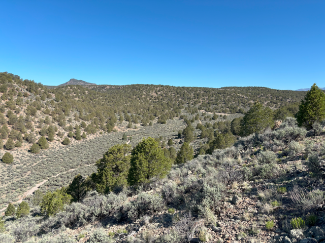 A wide view of a high desert landscape in Panguitch Valley, Utah, showing dense pinyon-juniper woodland interspersed with sagebrush. Rolling hills and a distant mesa are visible under a bright blue sky.