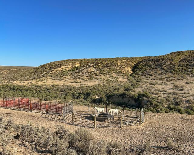 a small band of wild horses gather in a corral with a water tank