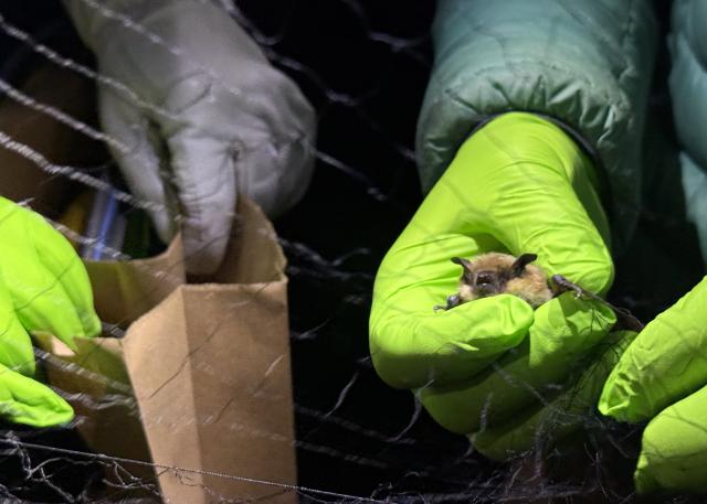 PEople with green gloves collect a bat from mist netting to conduct scientific research.
