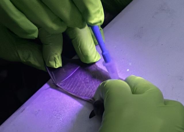 a person wearing green gloves takes a wing biopsy of a bat under ultraviolet light.