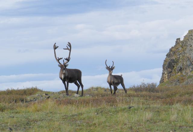 two bull caribou (one mature, one young)