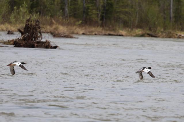 Two birds fly just over a grey-green river, their wings almost touching the surface. Their feathers are mixed black and white with bright orange feet. Green and brown plants are on the bank of the river behind them.