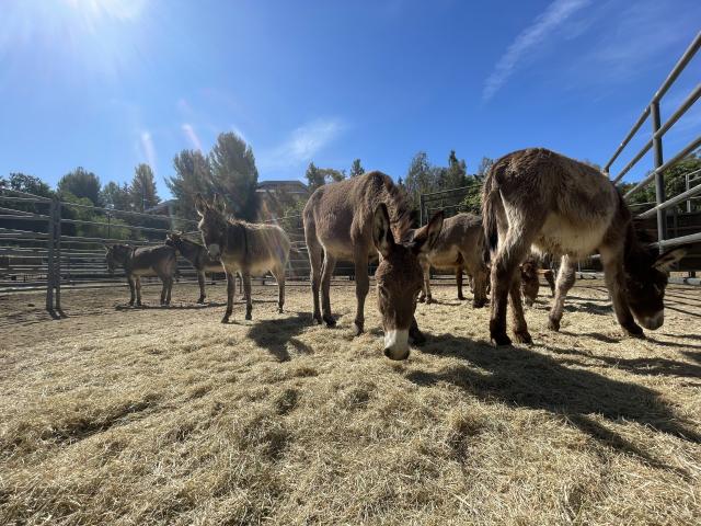 Wild burros in the corral 