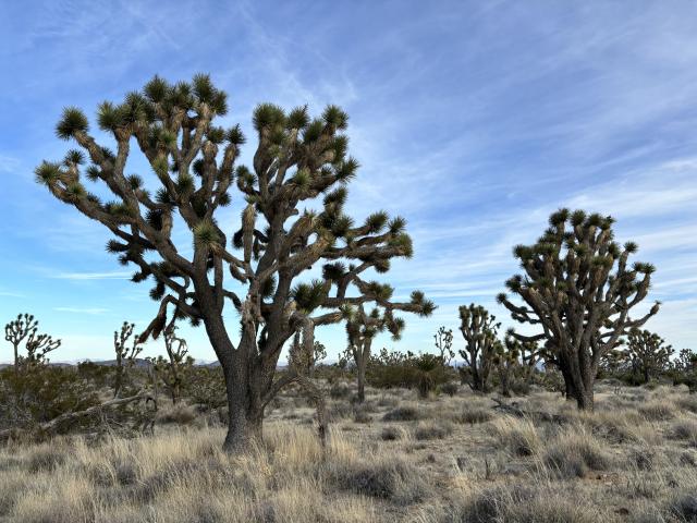 Wee Thump Joshua Tree Wilderness