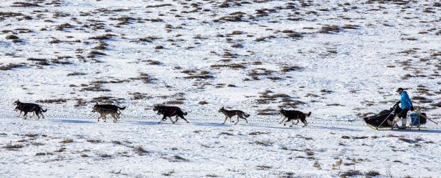 A musher and his team of sled dogs run along a trail. Around them, the terrain is mostly flat with tussocks of brown grass sticking up from a shallow layer of snow.