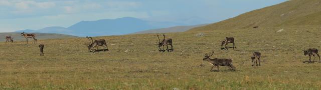 Caribou grazing on treeless ridge during the fall migration. 