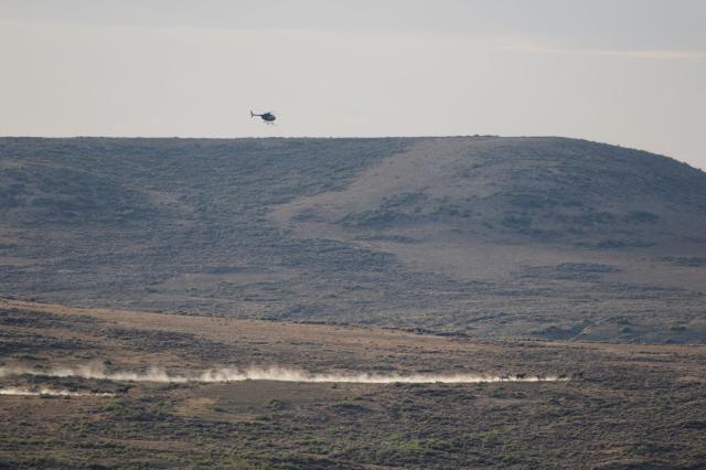 Wild horses run through southwestern Wyoming in July 2025 with a helicopter overhead during the Adobe Town Gather