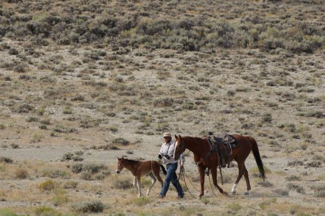 A foal roped by contractors and walks side by side with contractor's horse.