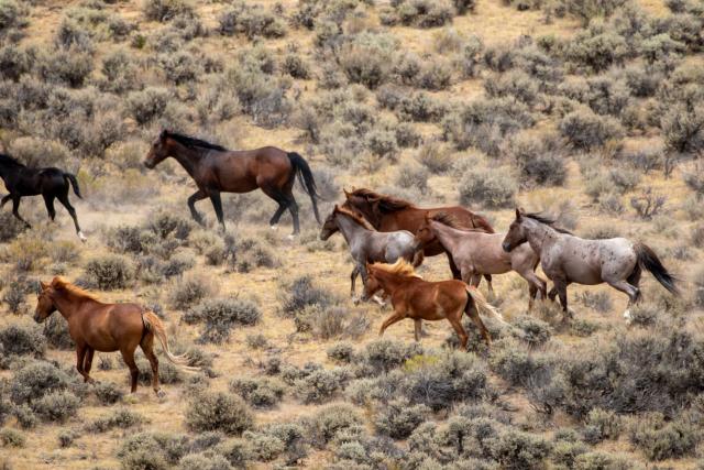 herd of wild horses in Baggs, Wy for the adobe down gather