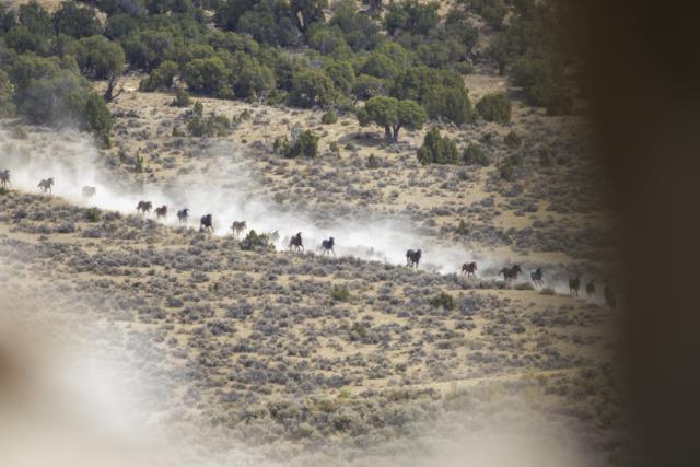 Wild horses run down hill side with dust in the air during the Adobe Town Gather in July 2025