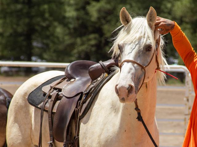 A person pets a wild horse wearing a saddle