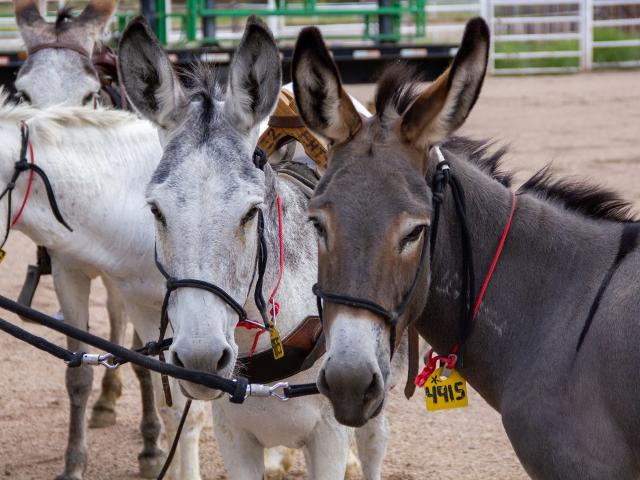 Two burros stand next to each other