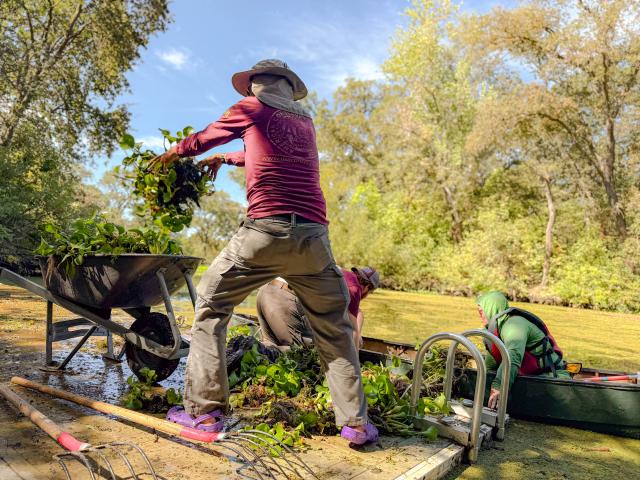 From the dock, an ACE volunteer loads invasive plants for removal.