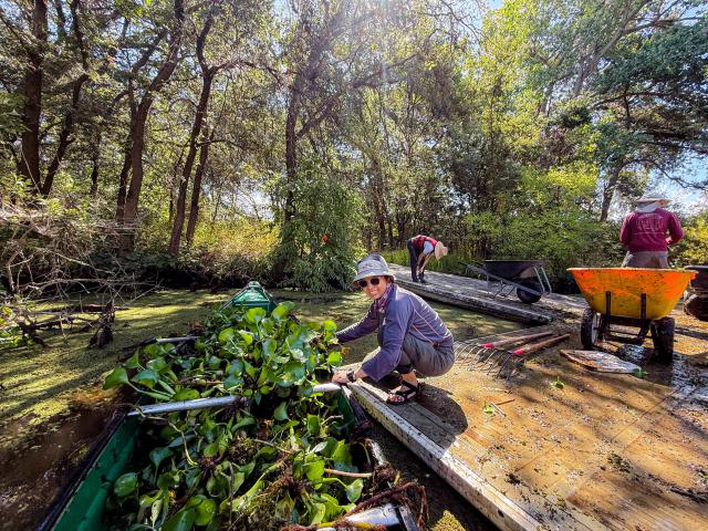 Ace Partner helps offload invasive plants collected by a canoe.