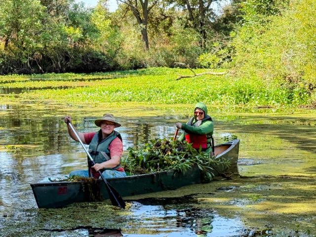 Canoeing out invasive water primrose during removal efforts at the Cosumnes River Preserve.