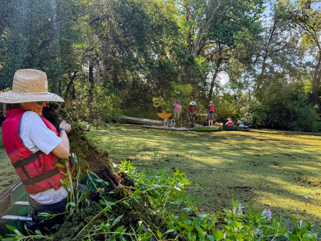 BLM California Aquatics Lead, Stacie Smith removes invasive water primrose at the Cosumnes River Preserve.