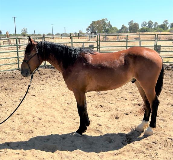 Brown Horse stands in a corral