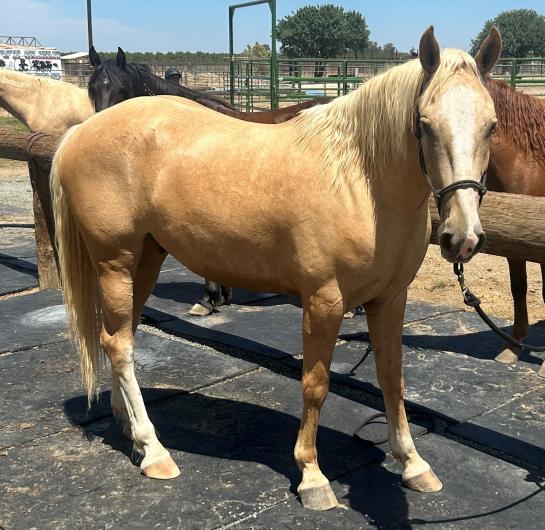 a light fur horse stands near other horses on a black mat