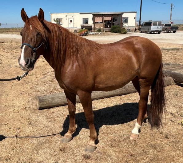 Brown Horse stands near a log by a tin building 