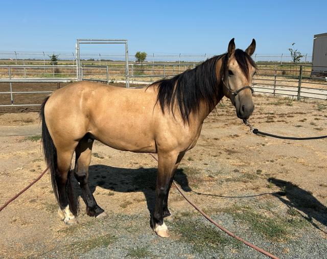 Black and tan horse stand in a corral