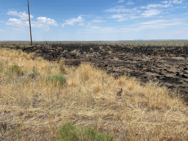 Burned ground next to dry grass