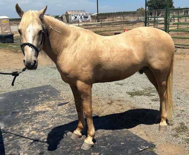 Yellow horse stands in a corral 