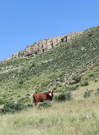 BLM currently manages 14 existing grazing units on the McGregor Range.