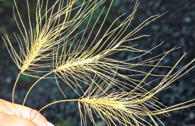 close up of medusahead invasive grass