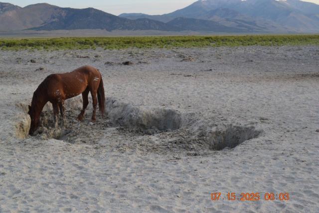 A wild horse standing in a mud hole. 