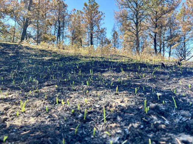 New vegetation growing in the soil in a previously burned area