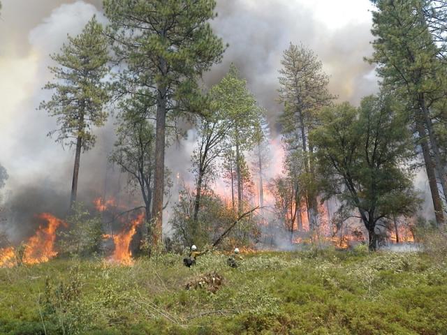 two firefighters look at burning forest in the green thick brush