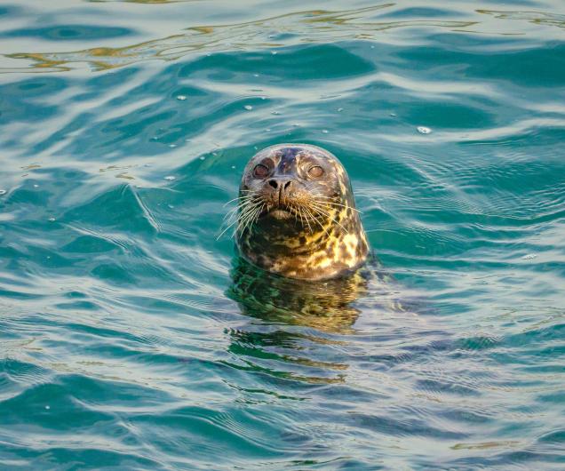 seal pops head out of the blue water