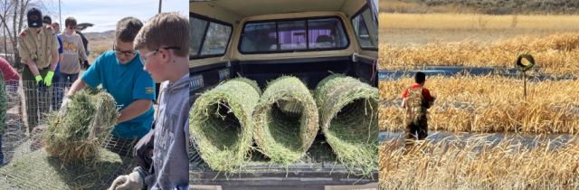Three images side by side. Left: A group of volunteers, including youth in Scout uniforms, work together to assemble cylindrical shelters made of wire and grass for bird boxes. Center: Three finished shelters sit in the bed of a pickup truck, lined up and ready for installation. Right: A person in waders stands in a marshy field, looking toward one of the installed bird boxes mounted above the reeds.