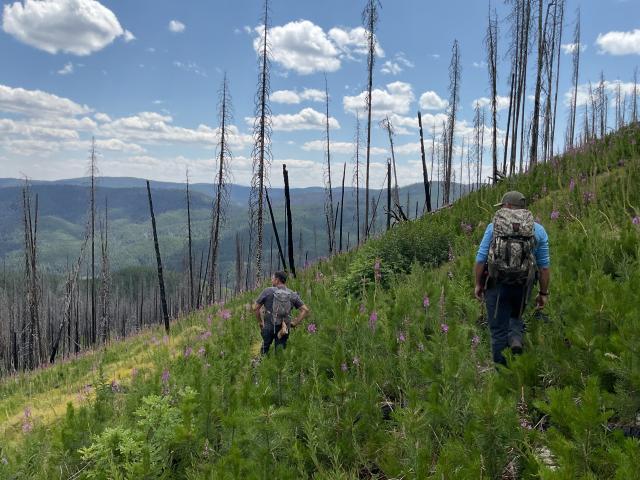 Two people walk on a hillside among dead standing trees and newer growth following a prescribed fire